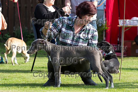 DL&LD_South_Wingfield_Lurchers_4th_Oct_2015_070