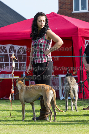 DL&LD_South_Wingfield_Lurchers_4th_Oct_2015_025