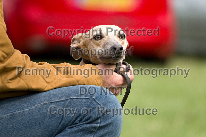 Earth dog running shops dog