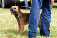 Grove_and_Rufford_Show_Terriers_19th_July_2014.015