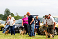 Grove_and_Rufford_Show_Terriers_19th_July_2014.014