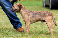 Grove_and_Rufford_Show_Terriers_19th_July_2014.020