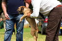 Grove_and_Rufford_Show_Terriers_19th_July_2014.019