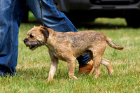 Grove_and_Rufford_Show_Terriers_19th_July_2014.018