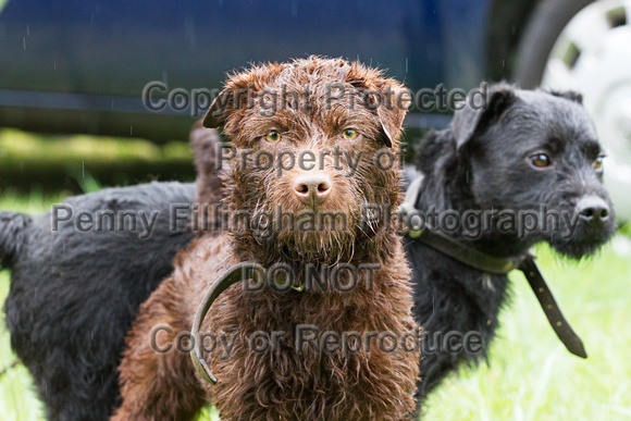 Grove_and_Rufford_Show_Terriers_19th_July_2014.007