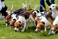 Althorp_House_Hound_Parade_5th_May_2013_.014