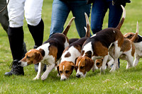 Althorp_House_Hound_Parade_5th_May_2013_.011