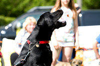 Belvoir Hunt Open Day, Fun Dog (2nd June 2013)