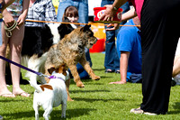 Belvoir_Open_Day_Sausage_Catching_2nd_June_2013_.013