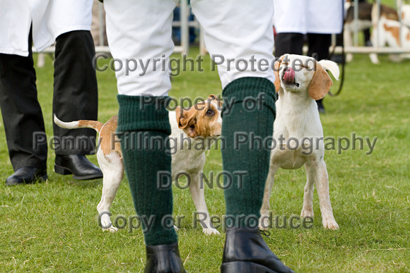 Althorp_House_Beagle_Show_5th_May_2013_.019