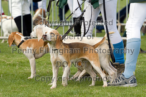 Althorp_House_Beagle_Show_5th_May_2013_.009