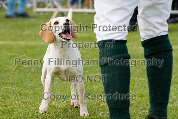 Althorp_House_Beagle_Show_5th_May_2013_.017
