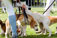 Althorp_House_Beagle_Show_5th_May_2013_.002