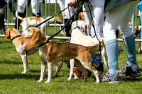 Althorp_House_Beagle_Show_5th_May_2013_.004