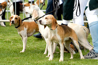 Althorp_House_Beagle_Show_5th_May_2013_.006