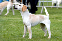Althorp_House_Beagle_Show_5th_May_2013_.014