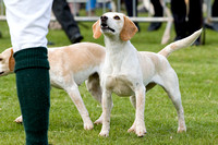 Althorp_House_Beagle_Show_5th_May_2013_.016