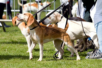 Althorp_House_Beagle_Show_5th_May_2013_.005