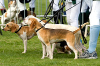 Althorp_House_Beagle_Show_5th_May_2013_.008