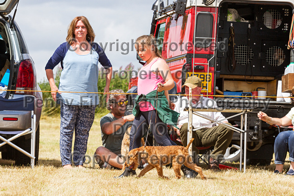 Grove_and_Rufford_Show_Terriers_18th_July_2015_008