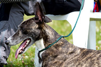 South_Notts_Lurcher_Show_14th_July_2013.007