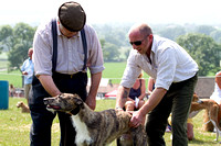 South_Notts_Lurcher_Show_14th_July_2013.019