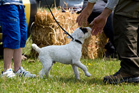 South_Notts_Lurcher_Show_14th_July_2013.005
