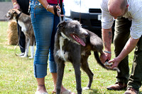 South_Notts_Lurcher_Show_14th_July_2013.013