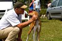 South_Notts_Lurcher_Show_14th_July_2013.002