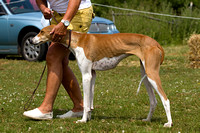 South_Notts_Lurcher_Show_14th_July_2013.004