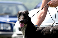 South Notts Open Day, Lurchers (14th July 2013)