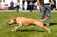 Burghley_Game_Fair_Chase_The_Bunny_27th_May_2013_.004