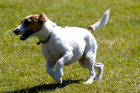 Burghley_Game_Fair_Chase_The_Bunny_27th_May_2013_.013