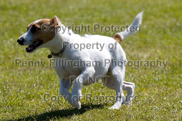 Burghley_Game_Fair_Chase_The_Bunny_27th_May_2013_.013