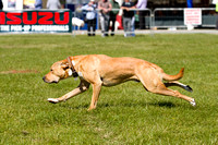 Burghley_Game_Fair_Chase_The_Bunny_27th_May_2013_.006