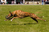 Burghley_Game_Fair_Chase_The_Bunny_27th_May_2013_.020