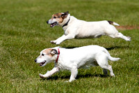Burghley_Game_Fair_Chase_The_Bunny_27th_May_2013_.016
