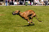 Burghley_Game_Fair_Chase_The_Bunny_27th_May_2013_.019
