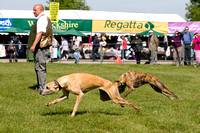 Burghley_Game_Fair_Chase_The_Bunny_27th_May_2013_.011