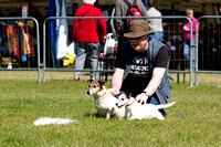 Burghley_Game_Fair_Chase_The_Bunny_27th_May_2013_.015