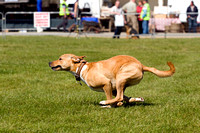 Burghley_Game_Fair_Chase_The_Bunny_27th_May_2013_.005