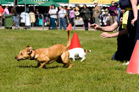 Burghley_Game_Fair_Chase_The_Bunny_27th_May_2013_.002