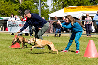 Burghley_Game_Fair_Chase_The_Bunny_27th_May_2013_.008