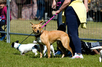 Burghley_Game_Fair_Chase_The_Bunny_27th_May_2013_.001