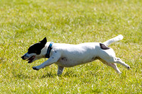 Burghley_Game_Fair_Chase_The_Bunny_27th_May_2013_.014