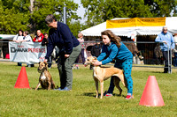 Burghley_Game_Fair_Chase_The_Bunny_27th_May_2013_.007