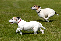 Burghley_Game_Fair_Chase_The_Bunny_27th_May_2013_.017