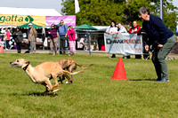 Burghley_Game_Fair_Chase_The_Bunny_27th_May_2013_.010