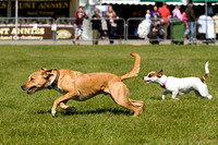 Burghley_Game_Fair_Chase_The_Bunny_27th_May_2013_.003