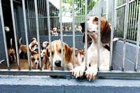 Ecclesfield_Beagles_Terrier_and_Lurcher_Show_Beagles_13th_June_2015_011